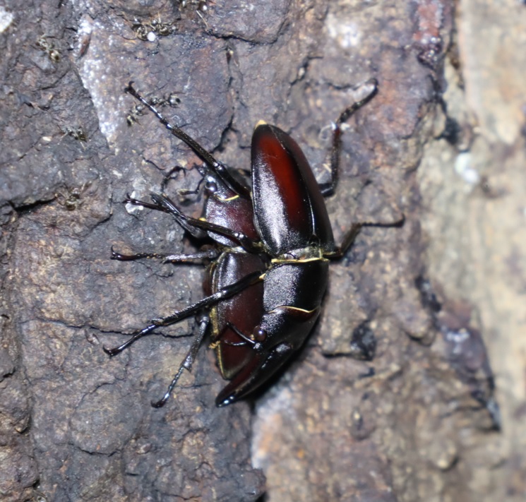 ノコギリクワガタのペア_No3のクヌギ_クワガタ達のオアシス_2023年7月18日19時40分 気温31.5度